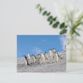 Carte Postale Pingouins | Pygoscelis Antarctique (Debout devant)
