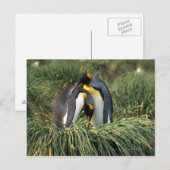 Carte Postale Pingouins roi étourdissant (Devant / Derrière)