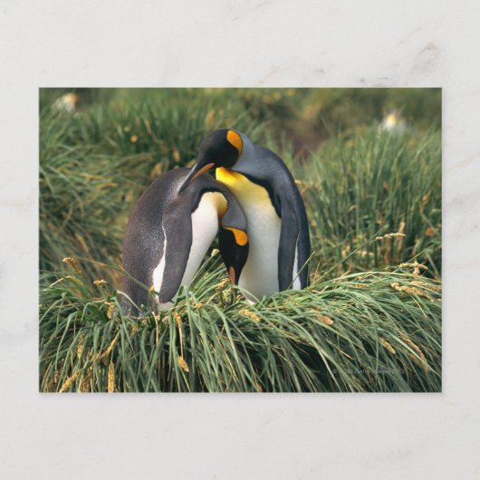 Carte Postale Pingouins roi étourdissant (Devant)