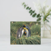 Carte Postale Pingouins roi étourdissant (Debout devant)