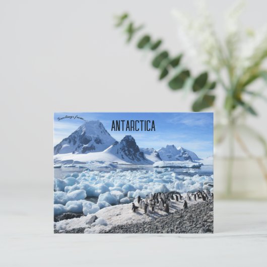 Carte Postale Pingouins sur Pourquoi Pas Island Antarctique (Debout devant)