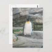 Carte Postale Pinguin (Devant / Derrière)