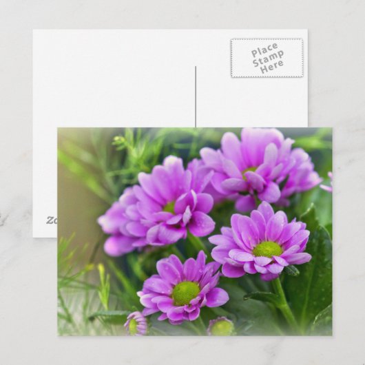 Carte Postale Pink (Devant / Derrière)