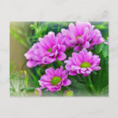 Carte Postale Pink (Devant)