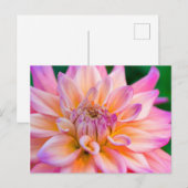 Carte Postale Pink and Cream Dahlia (Devant / Derrière)