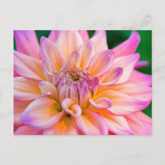 Carte Postale Pink and Cream Dahlia