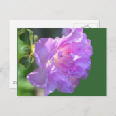 Carte postale Pink Azalea (Devant / Derrière)