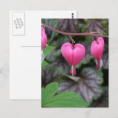 Carte Postale Pink Bleeding (Devant / Derrière)