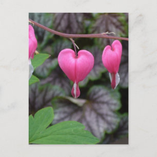 Carte Postale Pink Bleeding