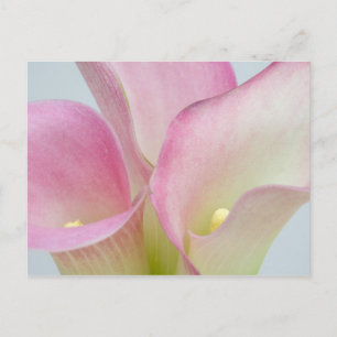 Carte Postale Pink Calla Lilies