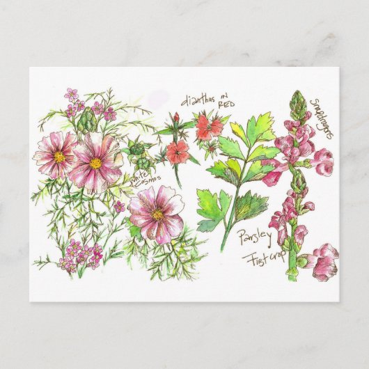 Carte Postale Pink Cosmos Snapdragon Flowers croquis (Devant)