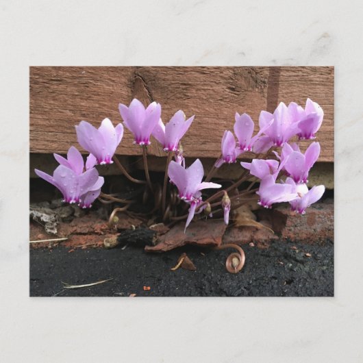 Carte postale Pink Cyclamen Flowers (Devant)
