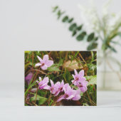 Carte postale Pink Cyclamen Flowers (Debout devant)