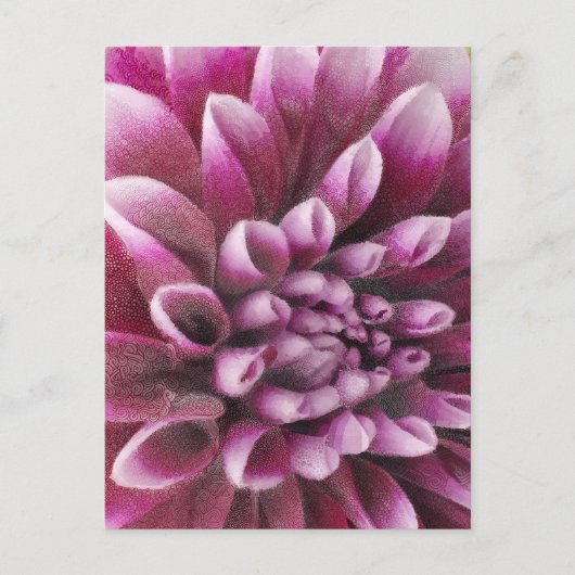 Carte Postale Pink Dahlia (Devant)