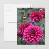 Carte postale Pink Dahlia Floral (Devant / Derrière)