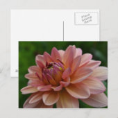 Carte Postale Pink Dahlia Flower Postcard (Devant / Derrière)