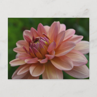 Carte Postale Pink Dahlia Flower Postcard