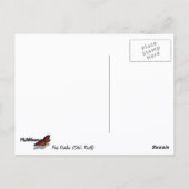 Carte Postale Pink Dahlias (Otto's Thrill) (Dos)