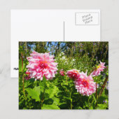 Carte Postale Pink Dahlias (Otto's Thrill) (Devant / Derrière)