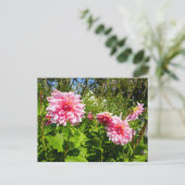 Carte Postale Pink Dahlias (Otto's Thrill) (Debout devant)