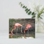 Carte Postale Pink Flamant rose Pair Faune Photo (Debout devant)