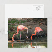 Carte Postale Pink Flamant rose Pair Faune Photo (Devant / Derrière)