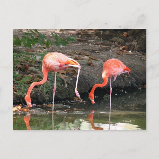 Carte Postale Pink Flamant rose Pair Faune Photo (Devant)
