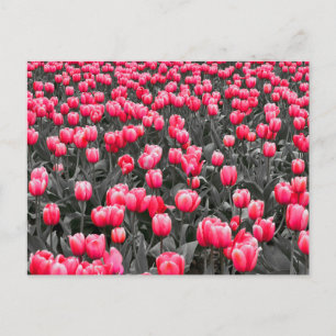 Carte Postale Pink Flower minimaliste couleur sélective Art phot