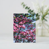 Carte Postale Pink flowering Dogwood tree (Debout devant)