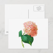 Carte Postale Pink Hydrangea par Pierre Joseph Redoute (Devant / Derrière)