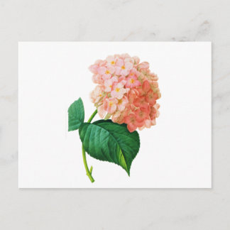 Carte Postale Pink Hydrangea par Pierre Joseph Redoute