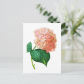 Carte Postale Pink Hydrangea par Pierre Joseph Redoute (Debout devant)