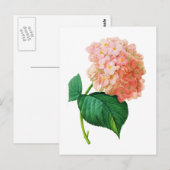 Carte Postale Pink Hydrangea par Pierre Joseph Redoute (Devant / Derrière)