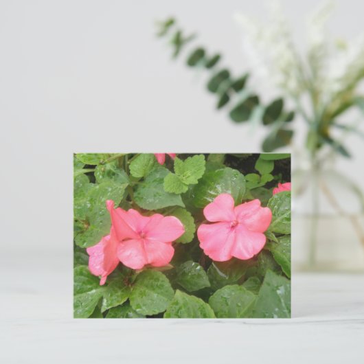Carte postale Pink Impatiens (Debout devant)