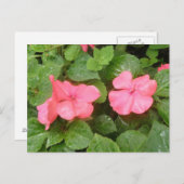 Carte postale Pink Impatiens (Devant / Derrière)
