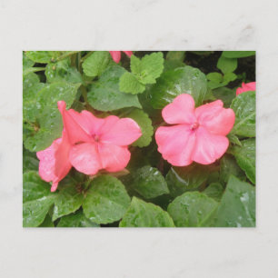 Carte postale Pink Impatiens
