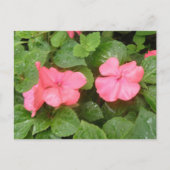 Carte postale Pink Impatiens (Devant)