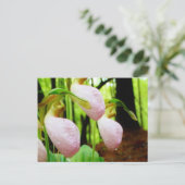 Carte Postale Pink Lady Slipper sauvage orchidée (Debout devant)
