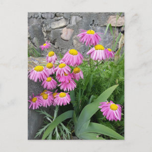 Carte Postale Pink Peint marguerite Fleurs Nature photographie