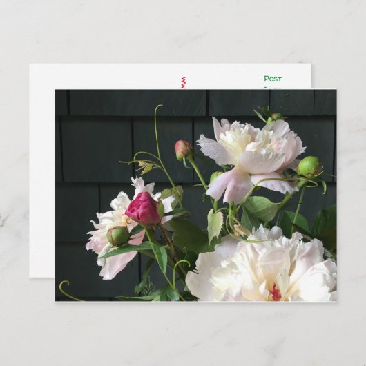 Carte postale Pink Peonies (Devant / Derrière)