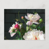 Carte postale Pink Peonies (Devant)