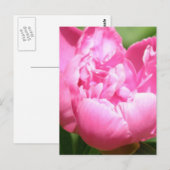 Carte postale Pink Peony (Devant / Derrière)