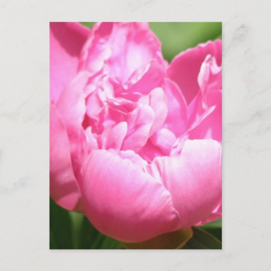 Carte postale Pink Peony (Devant)