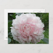 Carte postale Pink Peony (Devant / Derrière)