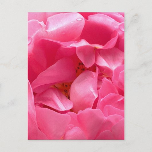 Carte postale Pink Peony (Devant)
