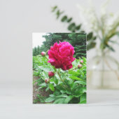 Carte postale Pink Peony (Debout devant)