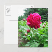 Carte postale Pink Peony (Devant / Derrière)