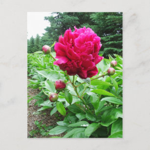 Carte postale Pink Peony