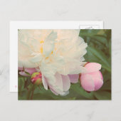 Carte postale Pink Peony Flower (Devant / Derrière)