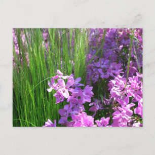 Carte Postale Pink Phlox et Grass été Floral